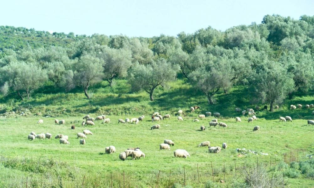 Δικαστήριο της Ε.Ε.: Απόφαση αθωώνει την Ελλάδα για τα βοσκοτόπια
